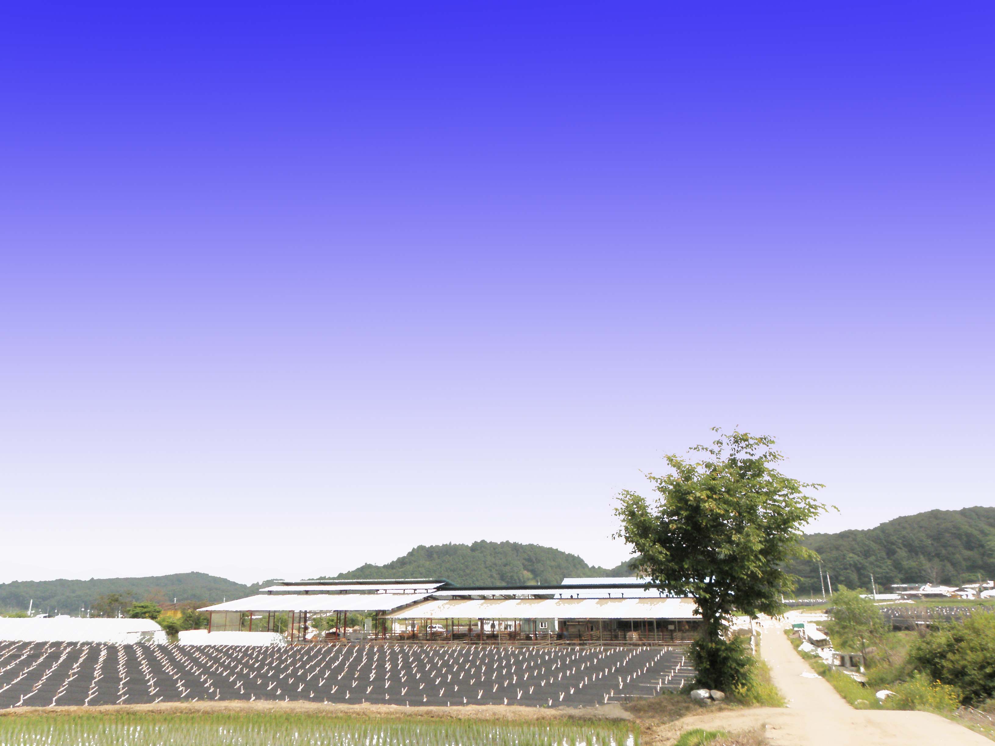 SAM_4388 복사.jpg