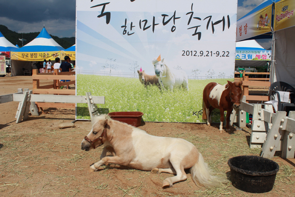 강원한우한마당 009 copy.jpg